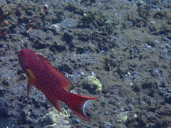 Variola albimarginata