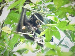 Ateles geoffroyi vellerosus