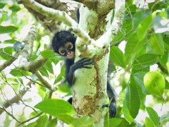 Ateles geoffroyi vellerosus