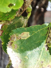 Stigmella trimaculella