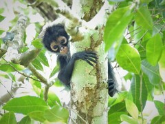 Ateles geoffroyi vellerosus