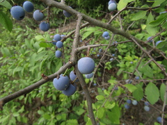 Prunus spinosa dasyphylla