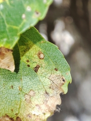Stigmella trimaculella