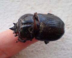 Homophileurus quadrituberculatus