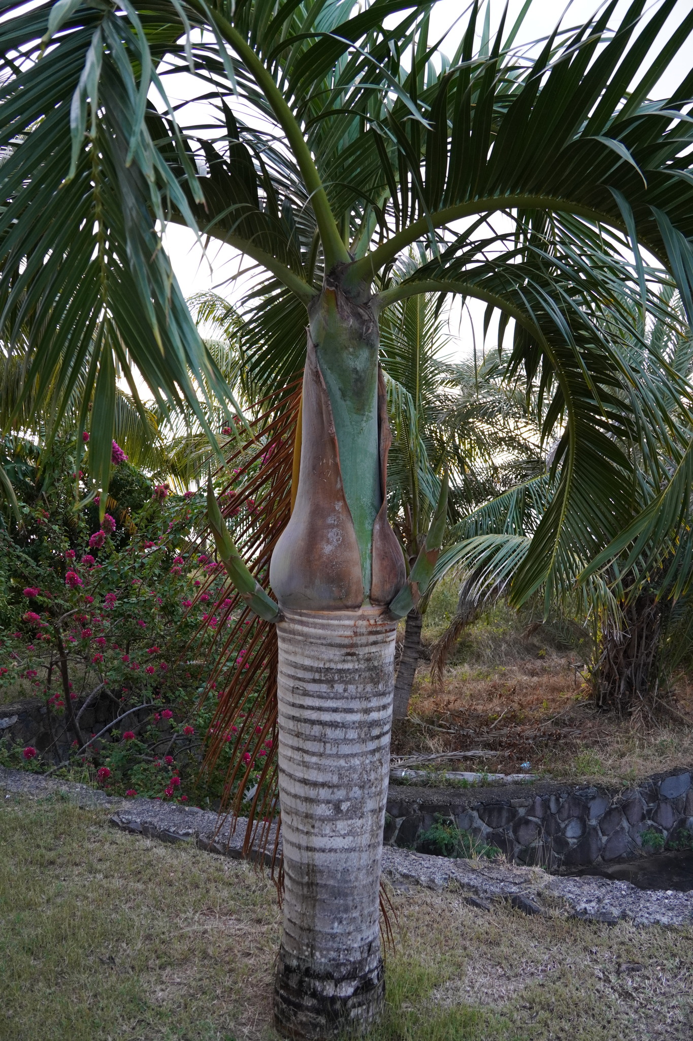 Imagem de Palmeira-garrafa