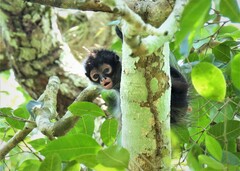 Ateles geoffroyi vellerosus