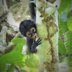 Ateles geoffroyi vellerosus