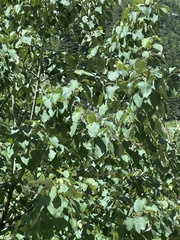 Populus ciliata