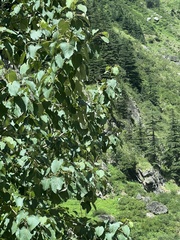 Populus ciliata