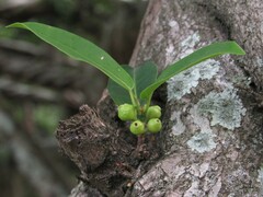 Ficus pertusa