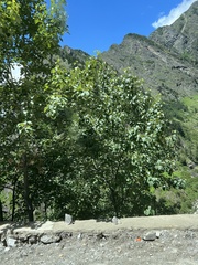 Populus ciliata