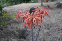 Aloe lomatophylloides