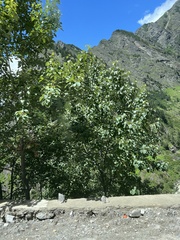 Populus ciliata