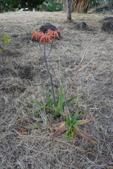 Aloe lomatophylloides