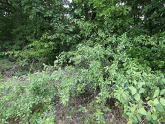 Prunus spinosa dasyphylla