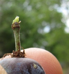 Prunus spinosa dasyphylla