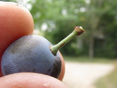 Prunus spinosa dasyphylla