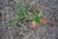 Aloe lomatophylloides