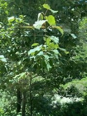 Populus ciliata