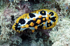 Phyllidia ocellata