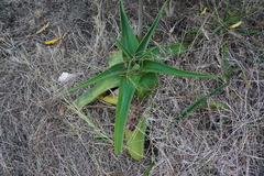 Aloe lomatophylloides