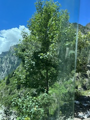 Populus ciliata