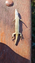 Notomabuya frenata