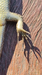 Notomabuya frenata