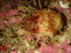 Pyura microcosmus