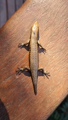 Notomabuya frenata