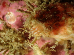 Pyura microcosmus