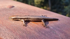Notomabuya frenata