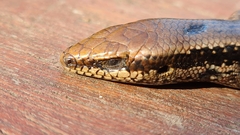 Notomabuya frenata