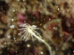 Sabella discifera