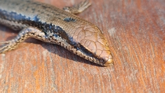 Notomabuya frenata