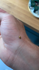 Adalia decempunctata