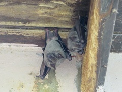 Artibeus jamaicensis