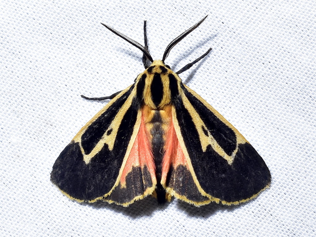 Banded Tiger Moth