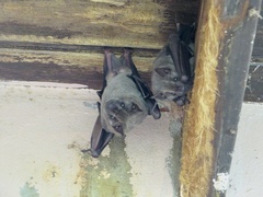 Artibeus jamaicensis