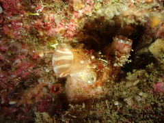 Pyura microcosmus