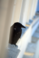 Corvus cornix × corone