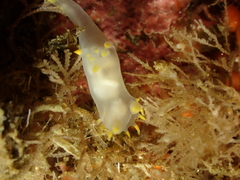Polycera kernowensis