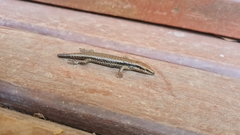 Notomabuya frenata