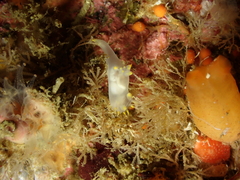 Polycera kernowensis