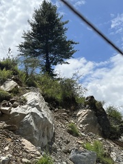 Pinus wallichiana