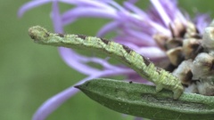 Eupithecia satyrata