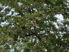 Holoptelea integrifolia