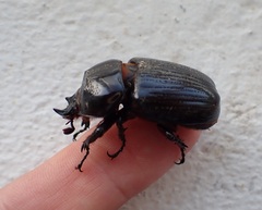 Homophileurus quadrituberculatus