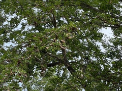 Holoptelea integrifolia