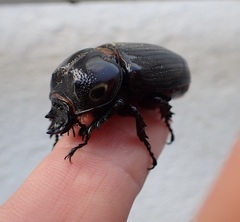Homophileurus quadrituberculatus